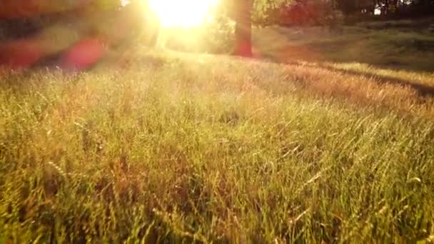 抽象日落在森林视频与傍晚的太阳光束通过树木的树枝和野草特写 — 图库视频影像