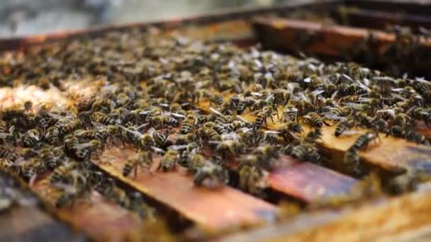 Muchas Abejas Colmena Cerca — Vídeo de stock