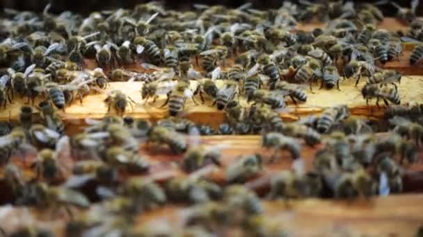 Muchas Abejas Colmena Cerca — Vídeos de Stock