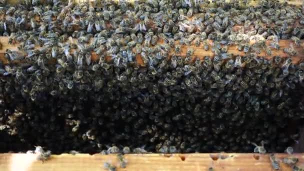 Muchas Abejas Colmena Cerca — Vídeos de Stock