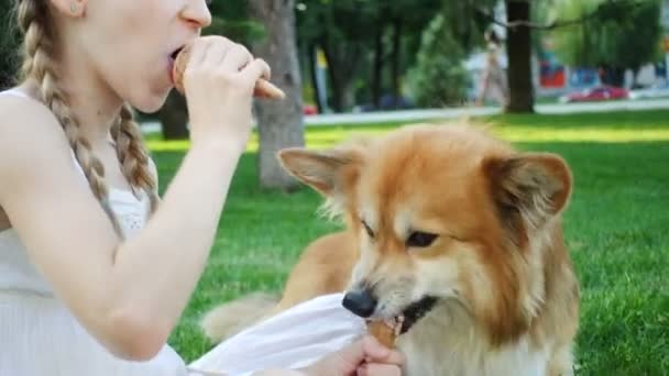 娘と公園で芝生の上にアイスクリームを食べるコーギーふわふわ犬 — ストック動画