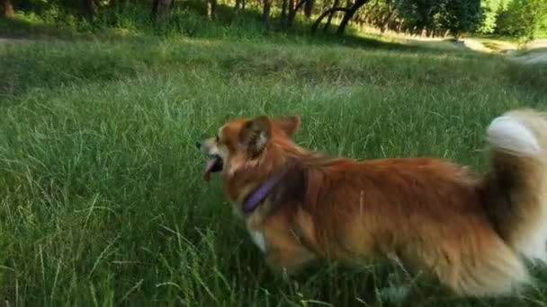 欢快的科吉狗在日落时分在森林里奔跑 — 图库视频影像