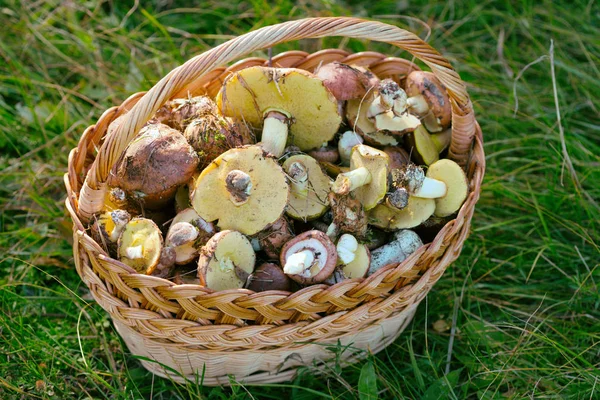 Cesta com cogumelos — Fotografia de Stock