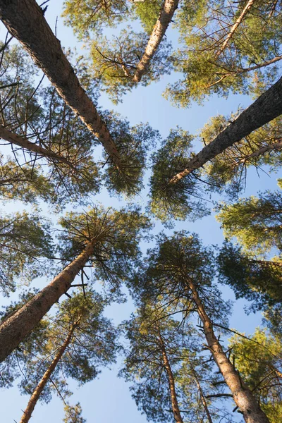 Krásný borový les — Stock fotografie