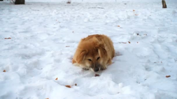 Corgy Puszysty Szczeniak Zabawy Śniegu — Wideo stockowe