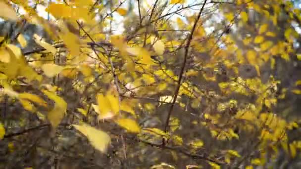 Las Hojas Amarillas Sobre Viento Otoñal Acercan — Vídeo de stock