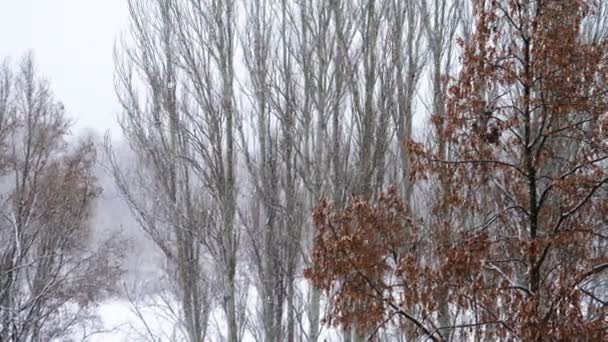 Harde Sneeuw Die Een Bomen Takken Valt — Stockvideo