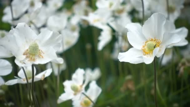 White Japanese Anemones Flowers Growing Garden — Stock Video
