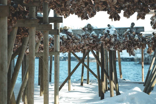 Cod heads in Lofoten — Stock Photo, Image