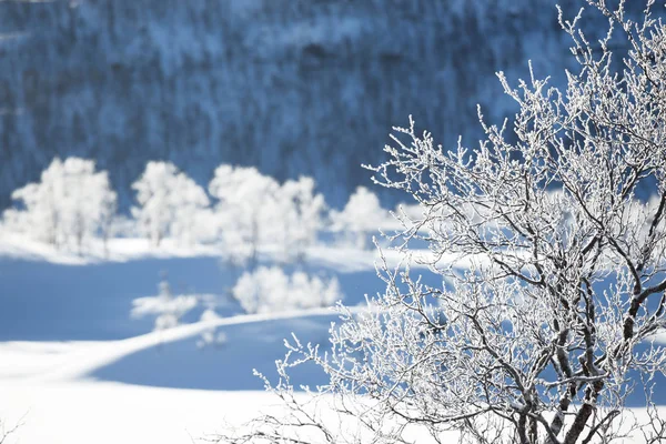 美しいノルウェーの風景 — ストック写真