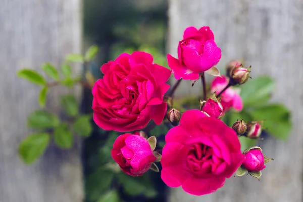 Rosa brillante rosa —  Fotos de Stock