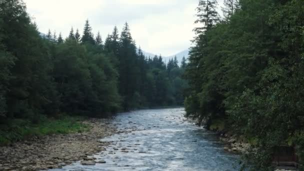 Hermoso Río Montaña Que Corre Través Del Bosque Pinos — Vídeos de Stock