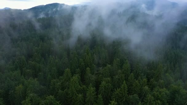 Fliegen Über Das Schöne Tal Und Bewölkten Abend Kiefernwald — Stockvideo