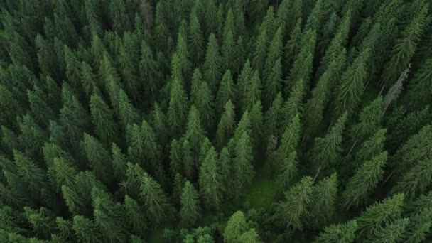Repül Gyönyörű Völgy Felhős Esti Fenyőerdő — Stock videók