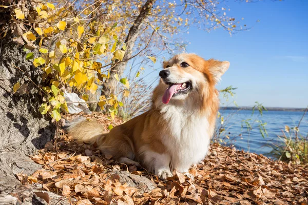 Corgi pluizig portret — Stockfoto