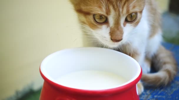 Kätzchen Trinkt Milch Aus Dem Großen Roten Becher Auf Gelbem — Stockvideo