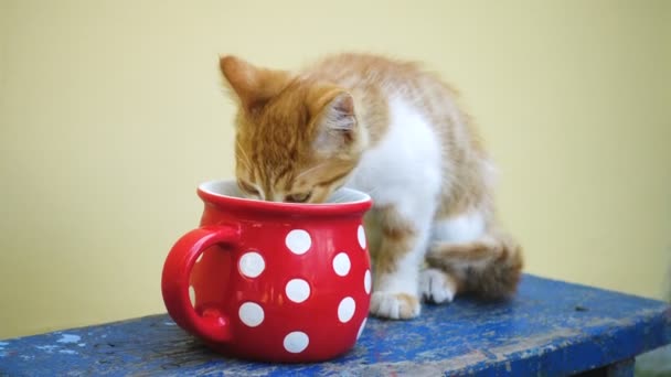 Kätzchen Trinkt Milch Aus Dem Großen Roten Becher Auf Gelbem — Stockvideo