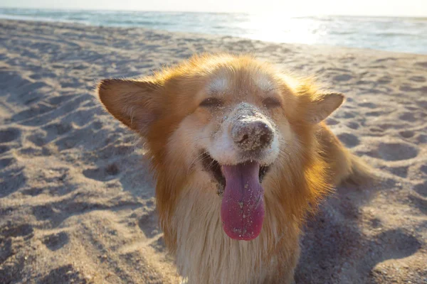 Corgi fofo no mar — Fotografia de Stock