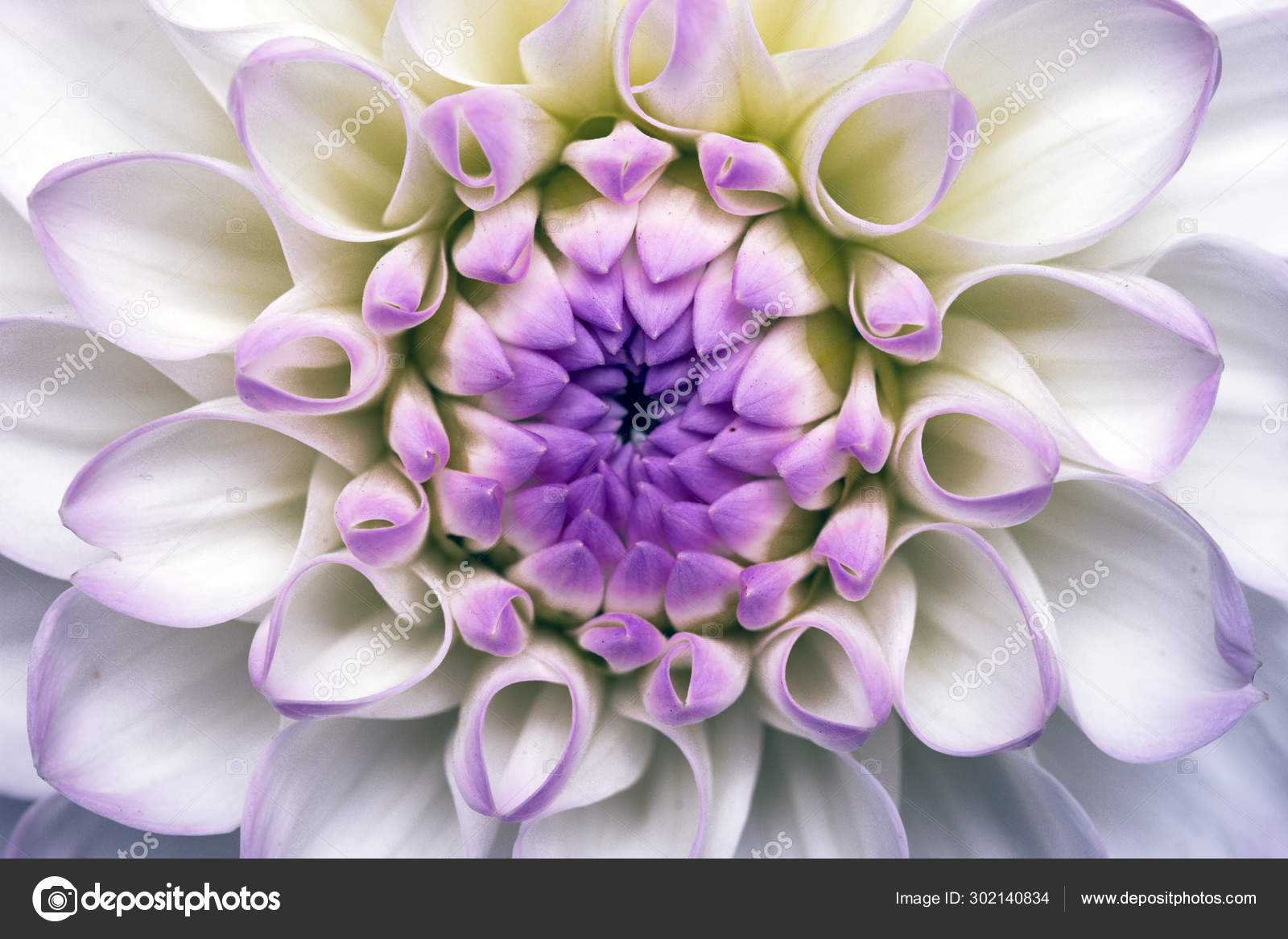 White dahlia background Stock Photo by ©azgek1978 302140834