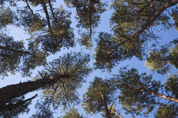 Krásný borový les — Stock fotografie