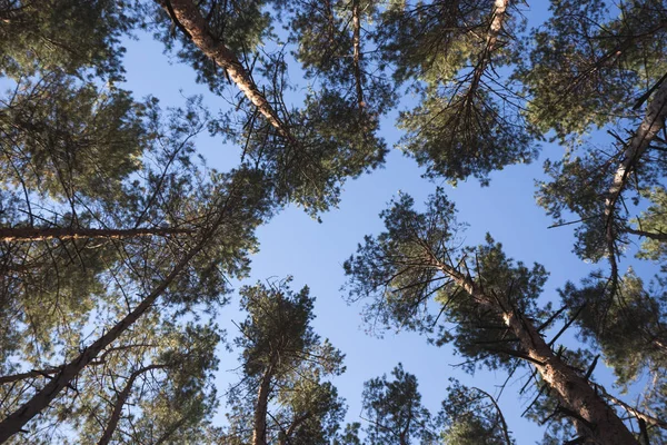 Beautiful pine forest — Stock Photo, Image