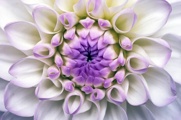 Vit dahlia bakgrund — Stockfoto