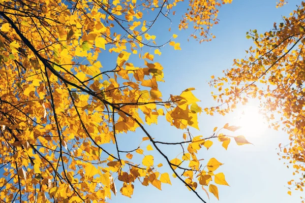 Jasně žluté podzimní listy — Stock fotografie