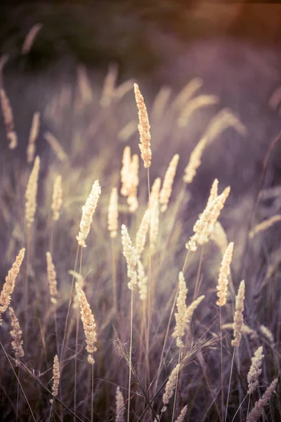 Трава на поле — стоковое фото