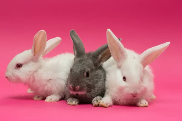 Pequeño conejo blanco y gris —  Fotos de Stock