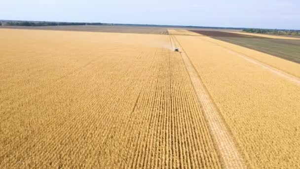 Combine Machines Harvesting Corn Field Aerial Footage — Stock Video