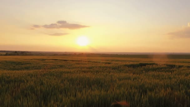 Summer Landscape Evening Wheat Field Sunset Time — Stock Video