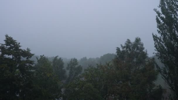 Souffler Des Arbres Pendant Les Fortes Pluies Vent Fort Mauvais — Video