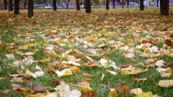 Bliska Materiał Jesiennych Liści Opadających Trawie Parku Miejskim — Wideo stockowe