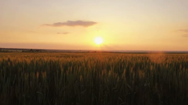 Letní Krajina Večerním Pšeničným Polem Při Západu Slunce — Stock video