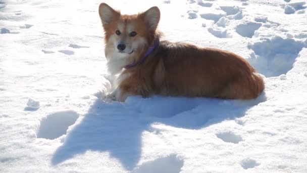 在阳光明媚的冬日 毛茸茸的雪躺在 — 图库视频影像