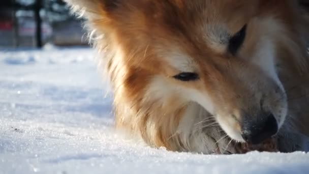 雪の上に横たわり モミコーンで遊ぶウェールズのコーギーふわふわのクローズアップショット — ストック動画