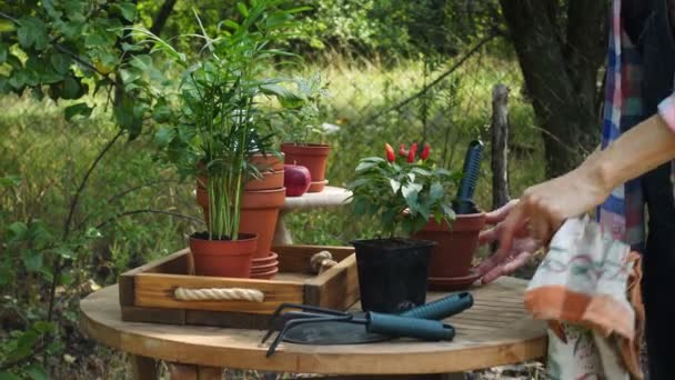 在花园的花盆里种花的女人的手 — 图库视频影像