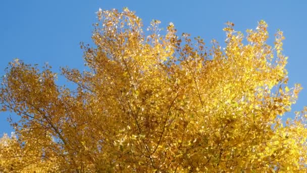 Árbol Otoño Amarillo Cielo Azul Brillante Visto Desde Abajo — Vídeo de stock