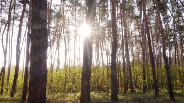 Ağaçların Gövdeleri Arkasında Güneş Işınları Ile Güneşli Çam Ormanı — Stok video