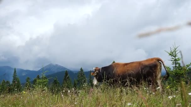 Корова Горах Пасовище Красивими Зеленими Пагорбами Хмарами Майданчику — стокове відео