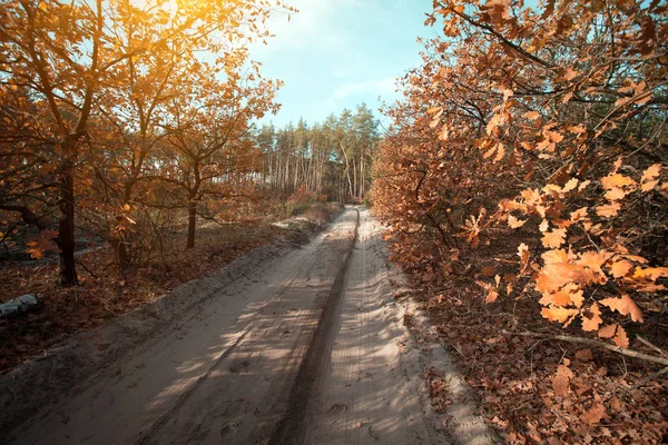 Bosque de otoño por la mañana — Foto de Stock