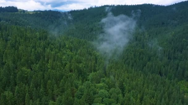 Fliegen Über Das Schöne Tal Und Bewölkten Abend Kiefernwald — Stockvideo