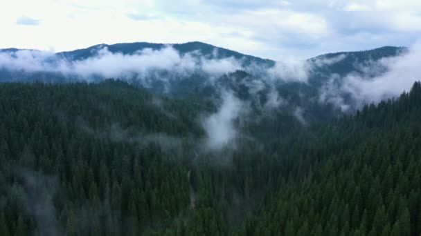 Fliegen Über Das Schöne Tal Und Bewölkten Abend Kiefernwald — Stockvideo