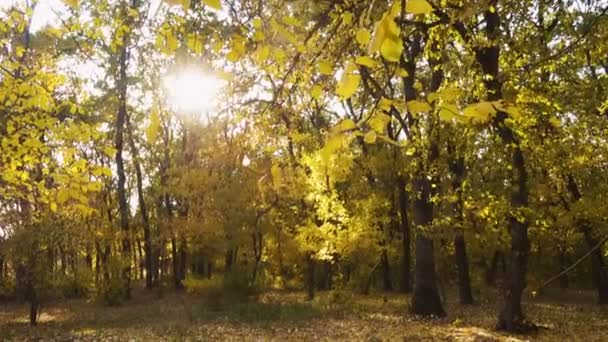 Fallendes Laub Von Den Bäumen Sonnigen Herbsttag — Stockvideo