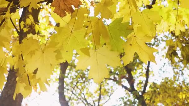 Padající Listí Stromů Slunečného Podzimního Dne — Stock video