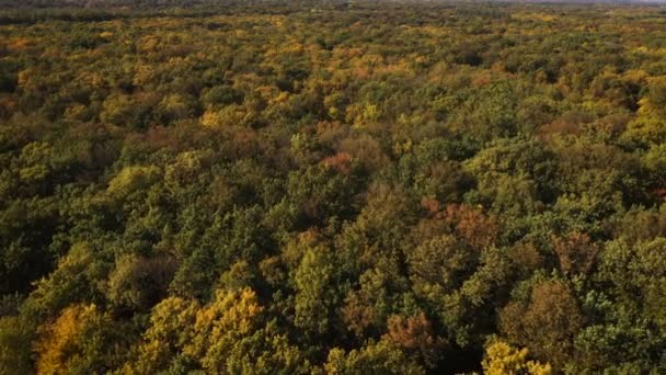 在阳光灿烂的日子飞越秋天的森林 — 图库视频影像