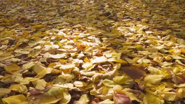 在阳光明媚的秋日 树叶从树上飘落 — 图库视频影像