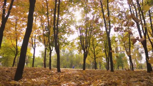 Fallendes Laub Von Den Bäumen Sonnigen Herbsttag — Stockvideo