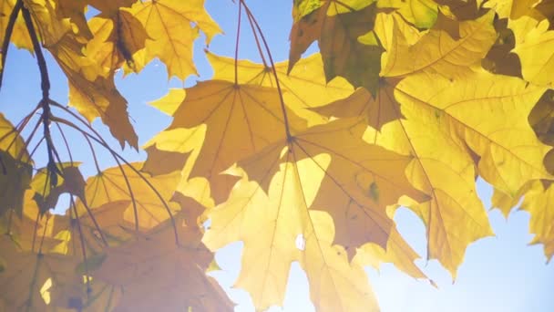 Krásné Barevné Podzimní Javorové Listy Zblízka — Stock video