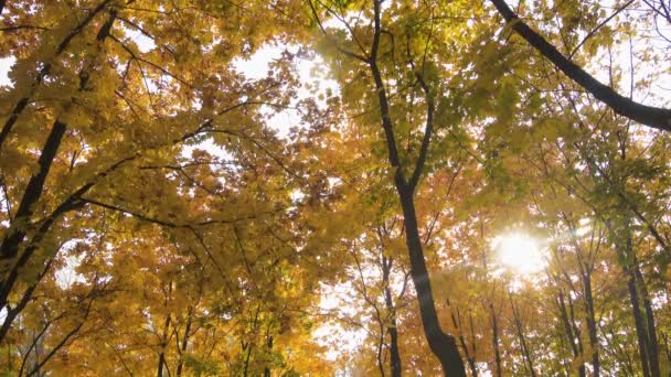 Hojas Que Caen Los Árboles Soleado Día Otoño — Vídeos de Stock